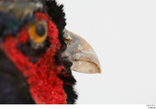 Pheasant  2 beak mouth 0007.jpg